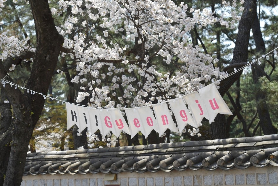 경주-벚꽃