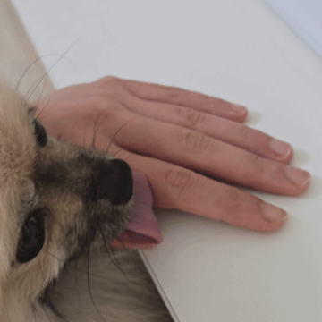 손을 핥는 강아지