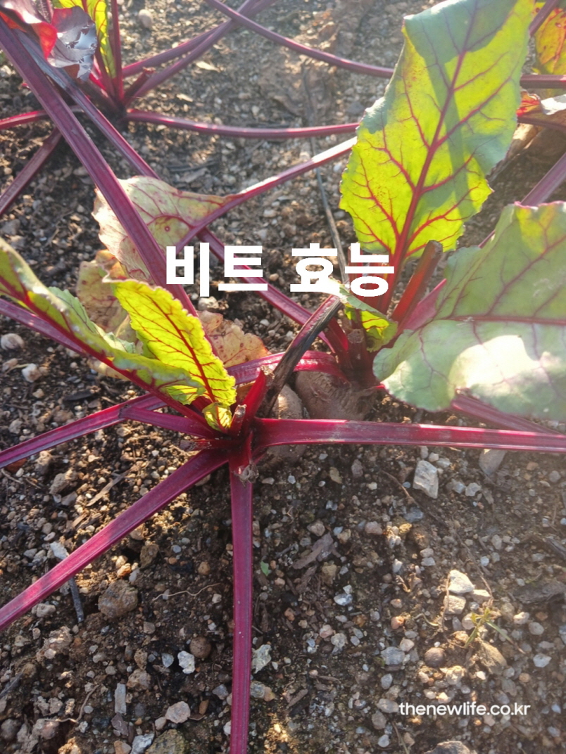 밭에서 직접 촬영한 비트 실물 사진으로 비트 효능을 설명하는 대표 이미지