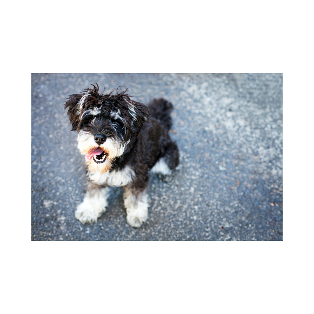 강아지 나이 계산법과 이에 따른 건강 관리법 알아보기