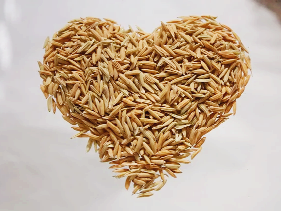 단쇄지방산이 증가하는 카무트