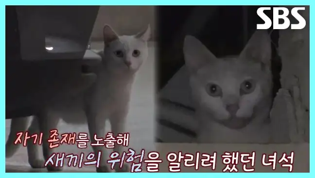동물농장 재방송 시간 다시보기