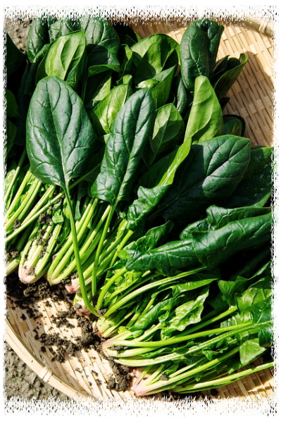 시금치-단백질채소