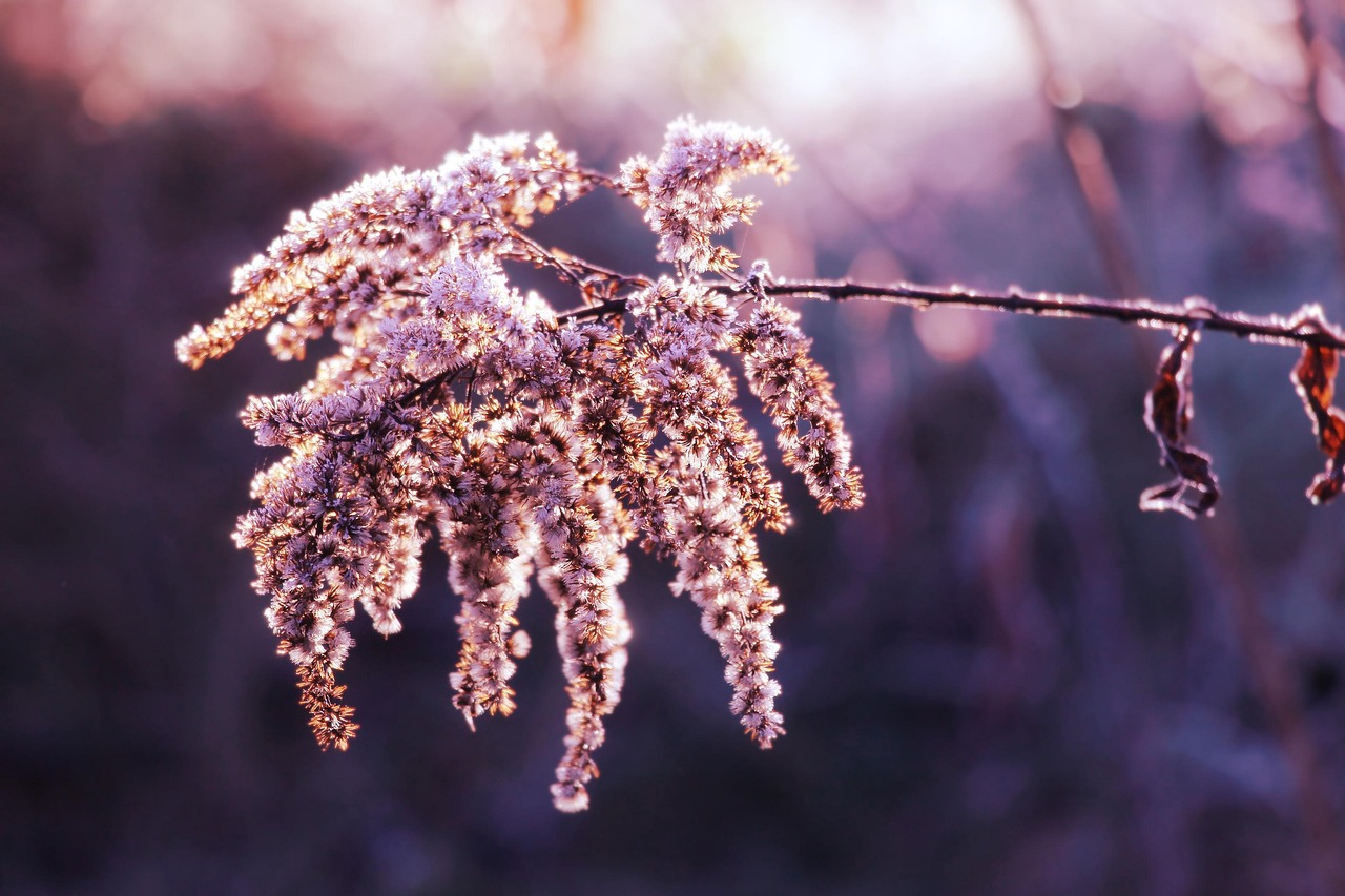시든 식물 이미지