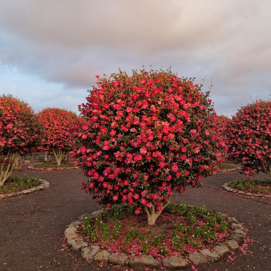 제주 겨울여행 나만의 취향으로 만나는 7가지 여행