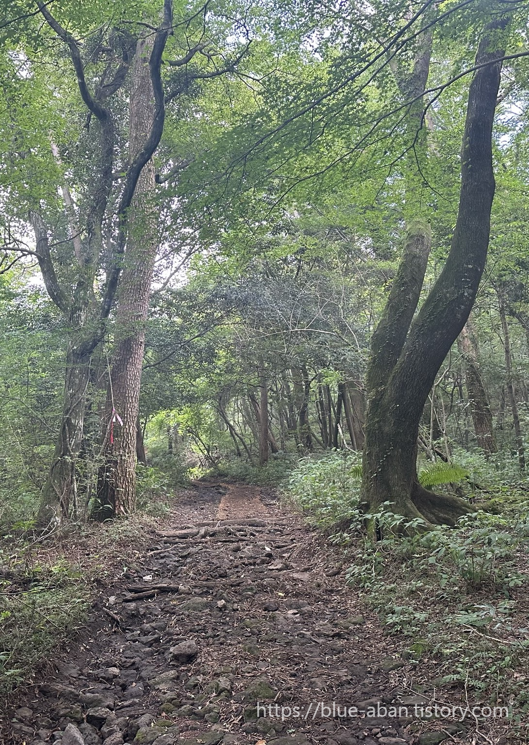 산책로