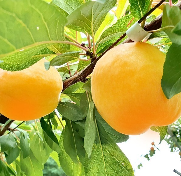 망고링 주문 방법