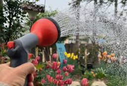 군자란 관리법 알아보기