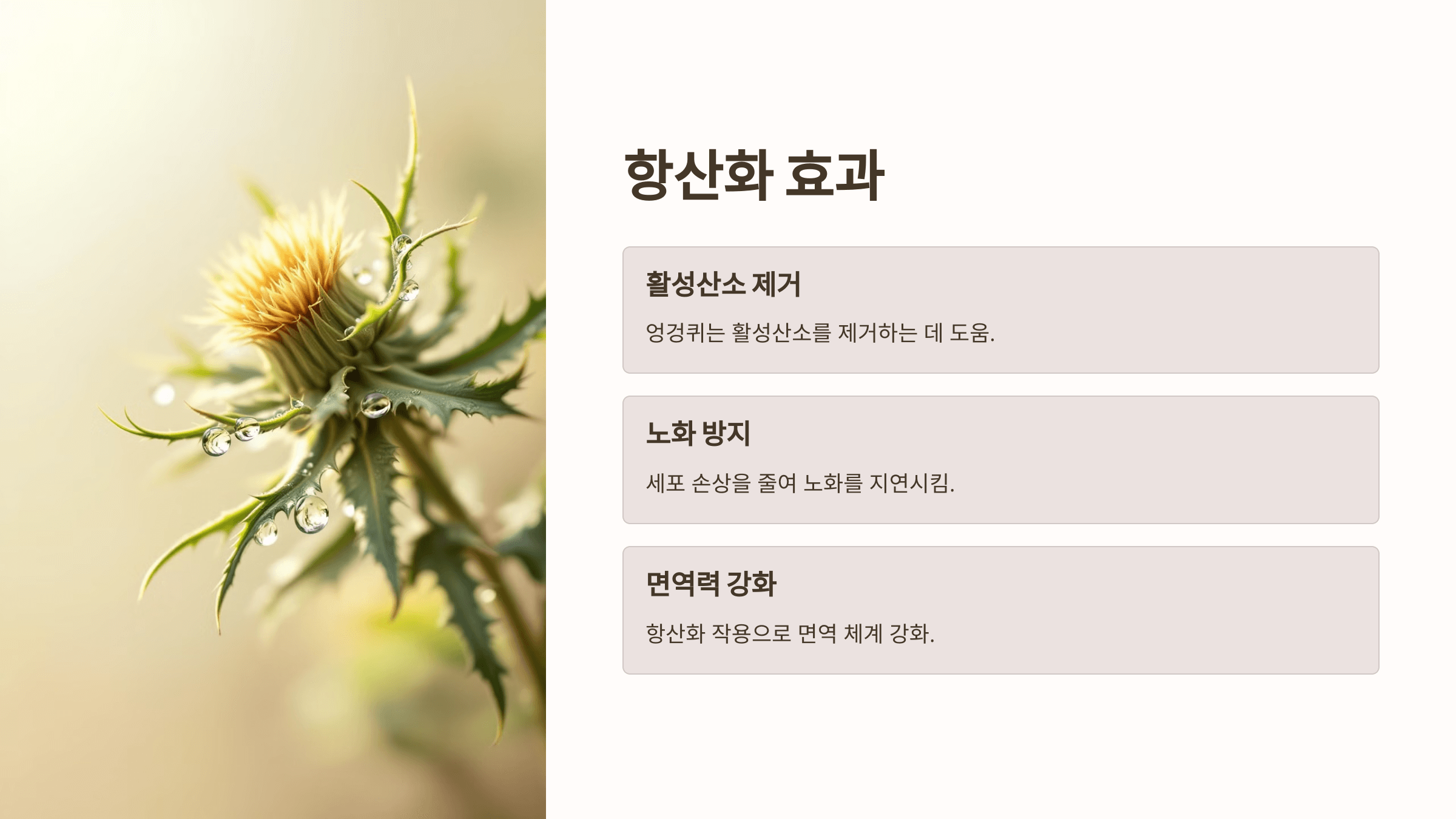 엉겅퀴와 관련된 사진입니다.