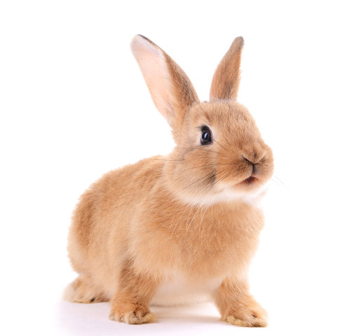 토끼 꿈 해몽 [ 토끼 마주치는 꿈&amp;#44; 토끼랑 노는 꿈&amp;#44; 산토끼를 잡는 꿈 등] 