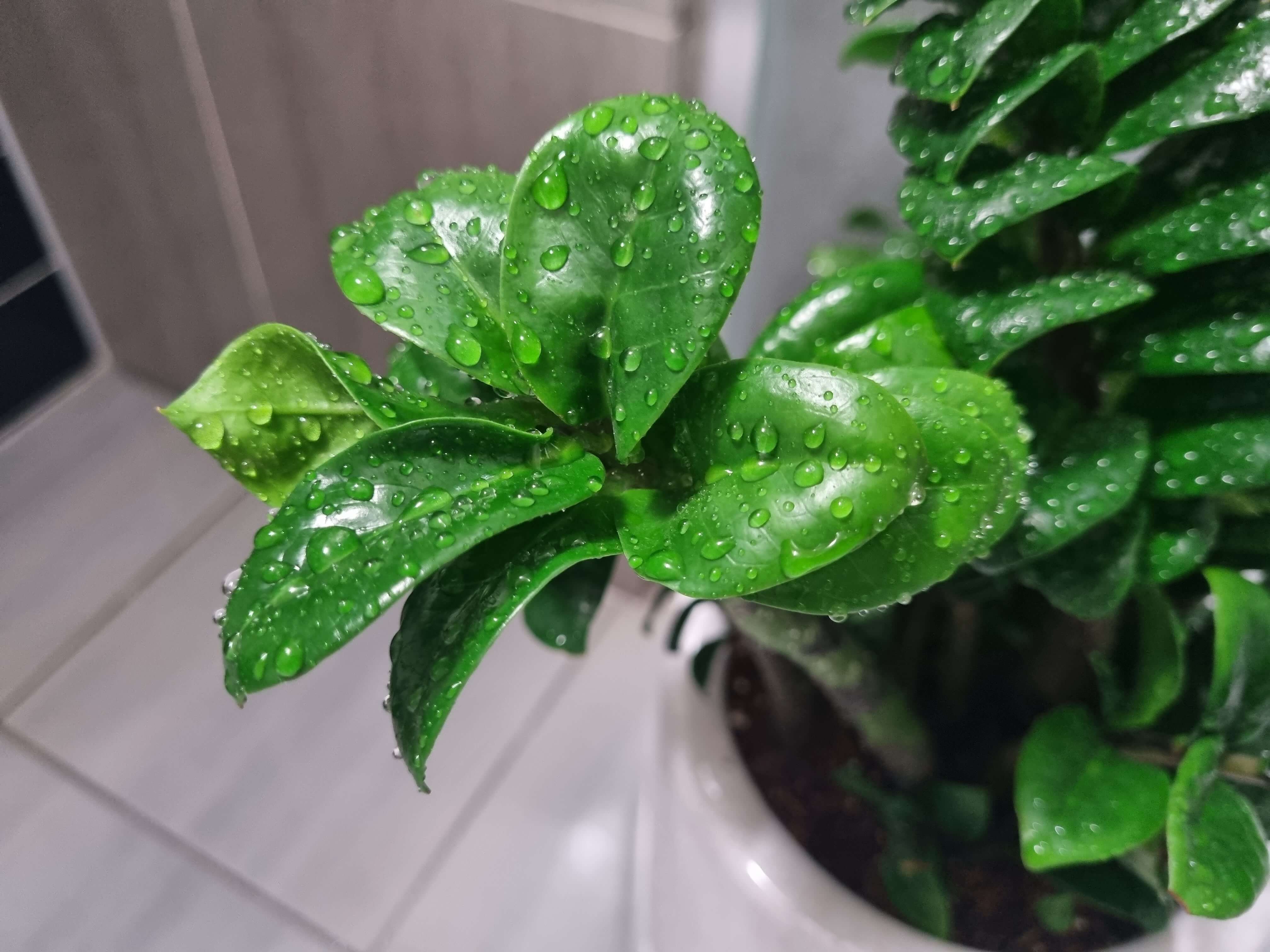 보석 금전수 잎