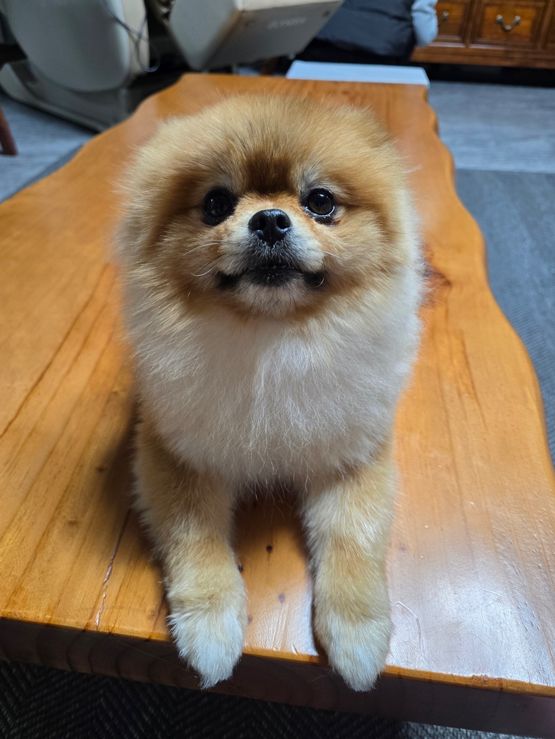 반려동물 관련 사진