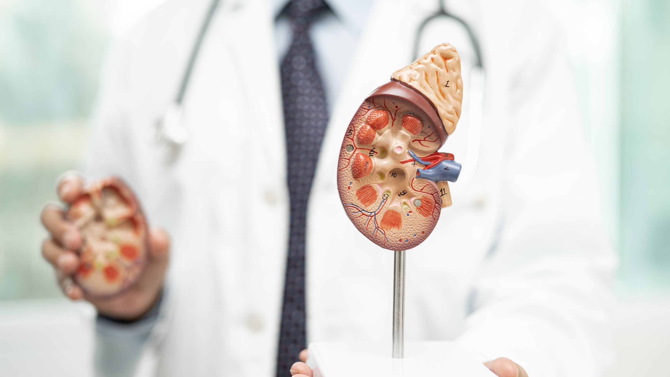 신장 생검 (Kidney Biopsy)