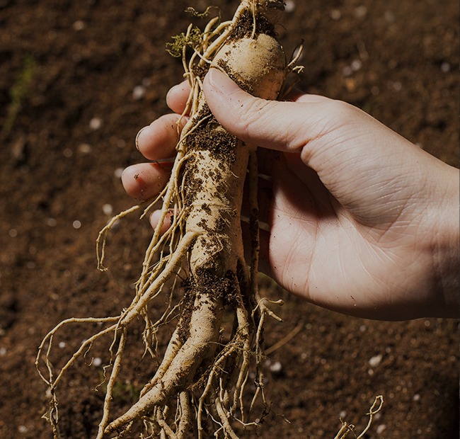 경북 영주 풍기인삼축제