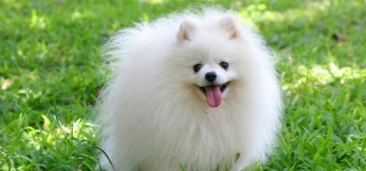 포메라니안