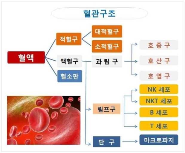 면역 감시