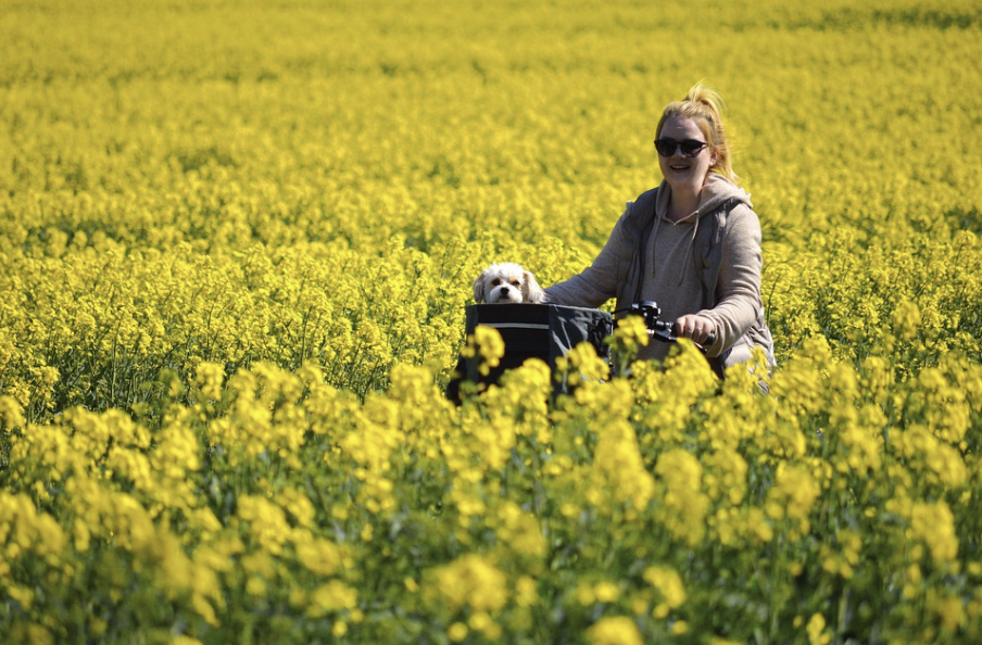 유채 들면 평지의 필드 사이클 투어