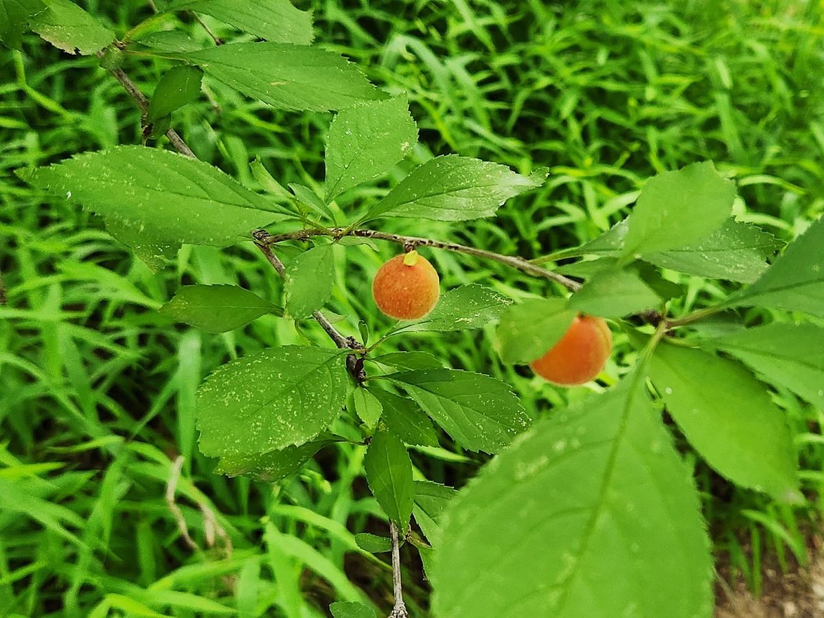 풀또기