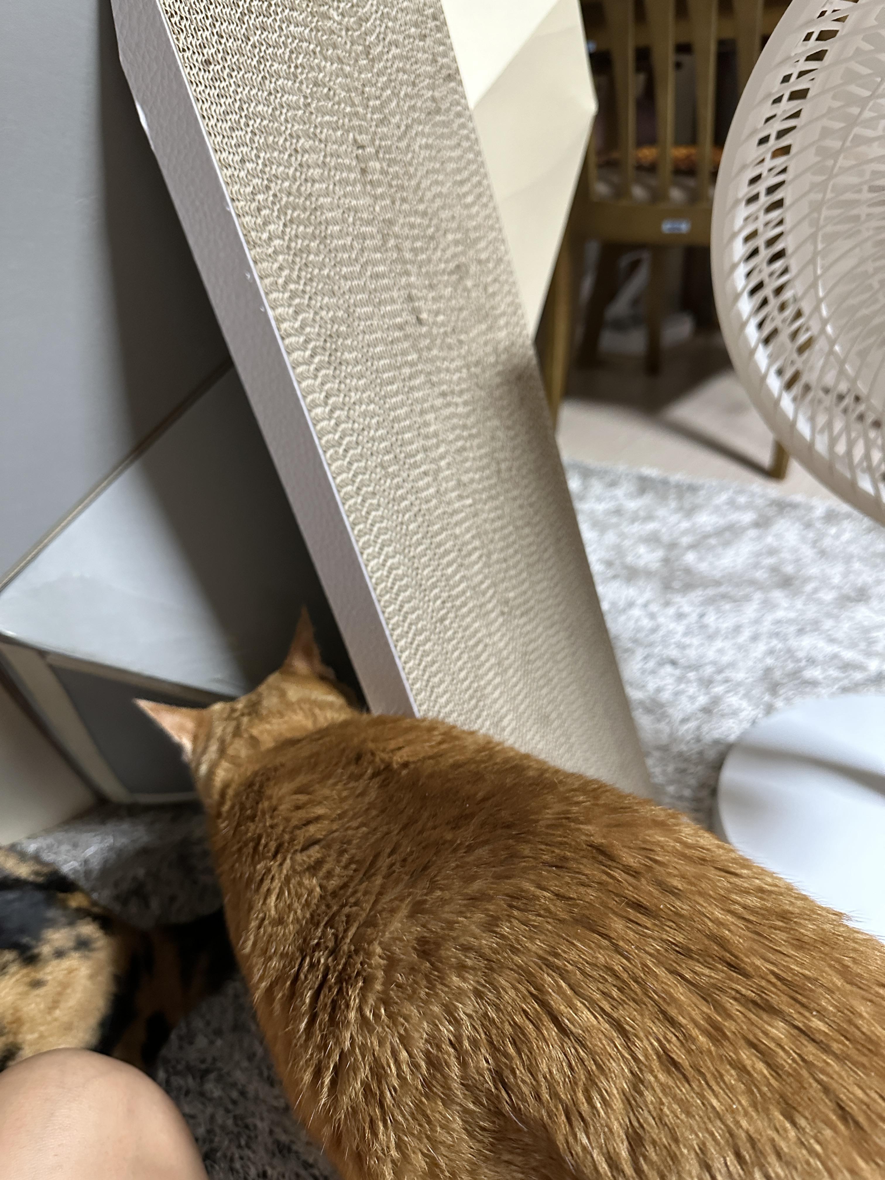 세워놓은_수직_스크래쳐_뒤를_보고_있는_치즈냥이_호야