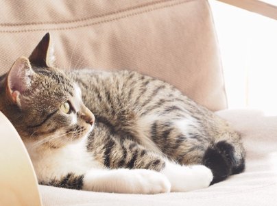 의자 위에서 편히 쉬는 고양이.