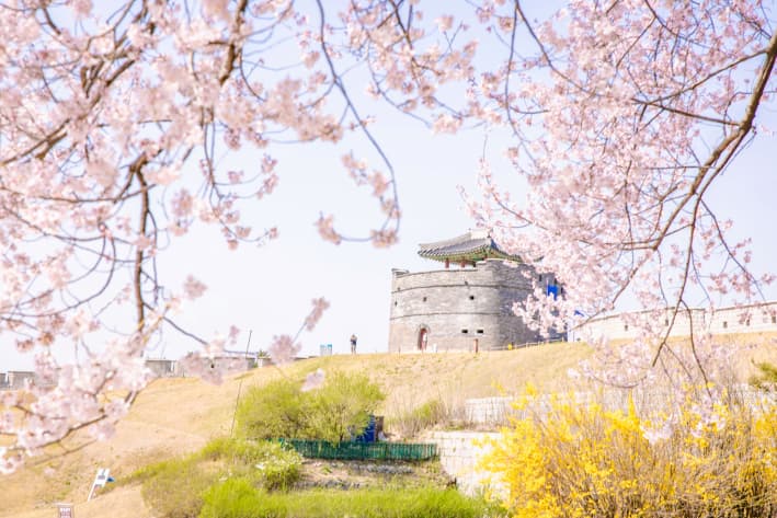 수원 화성 성곽과 벚꽃