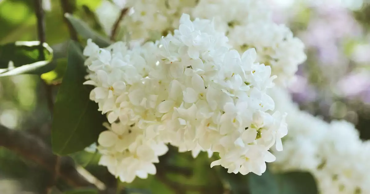 봄에 피는 흰색 꽃 라일락