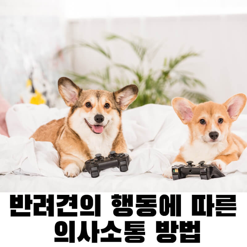 반려견의 행동에 따른 의사소통 방법