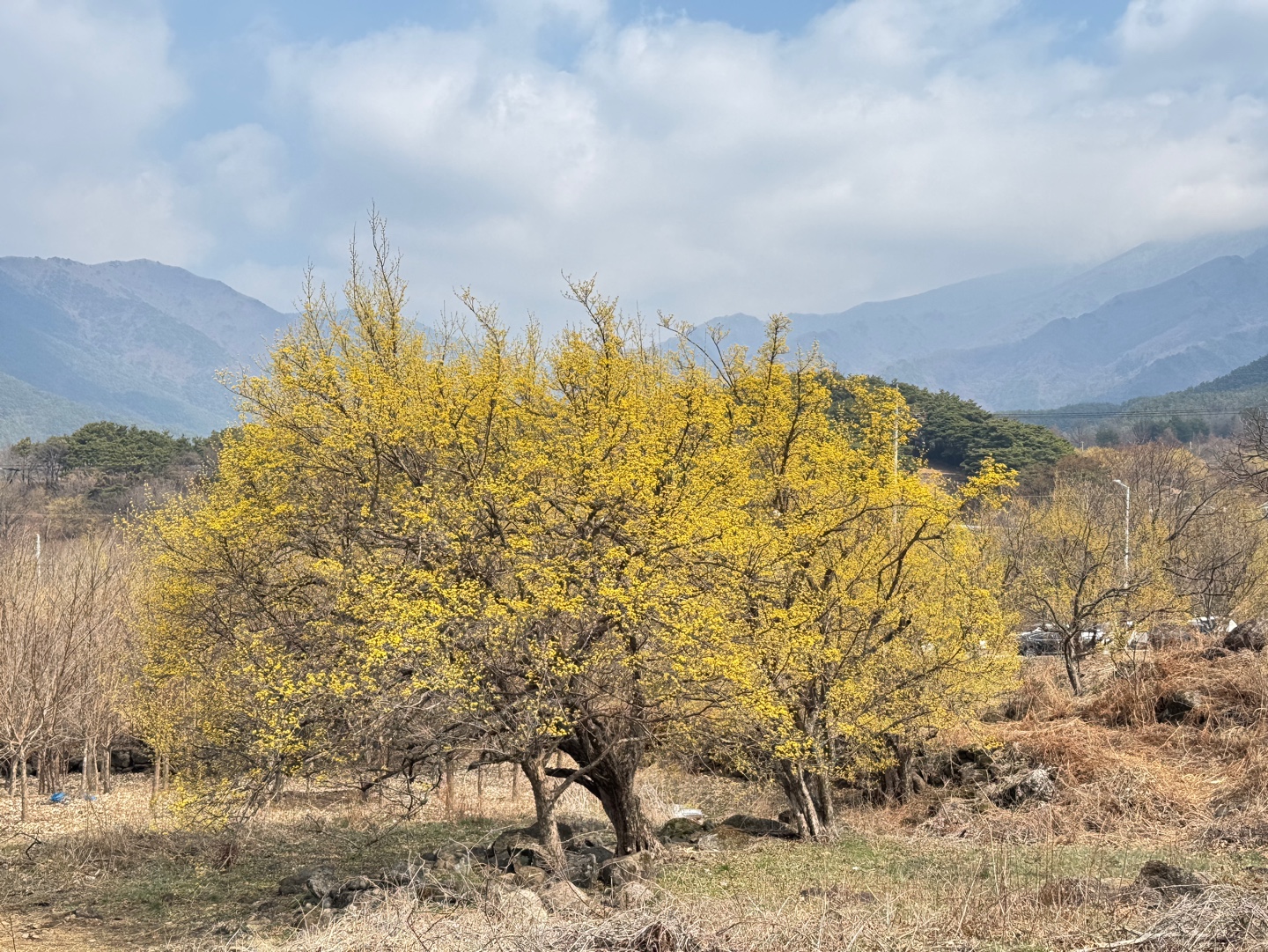 구례산수유축제