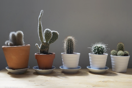 작은 원룸에서도 키우기 좋은 미니 식물 추천