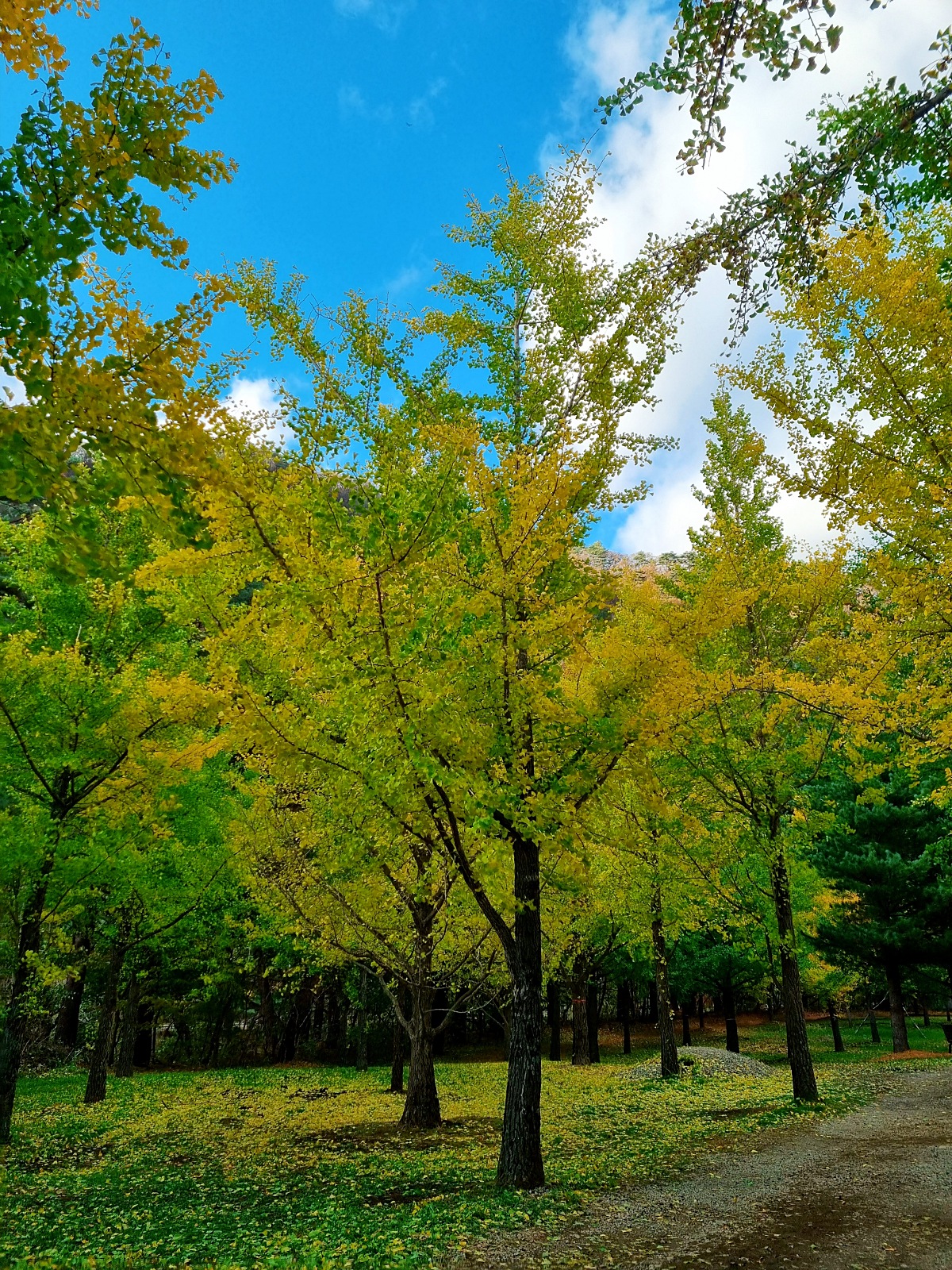 강원도 홍천 은행나무숲 방문 후기(10.23.): 단풍 확인 팁, 먹거리, 숙박