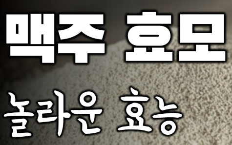 맥주효모 효능