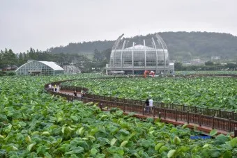 무안 가볼만한곳 베스트10 현지인 추천 필수코스_18