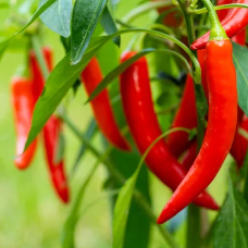 글루타치온음식