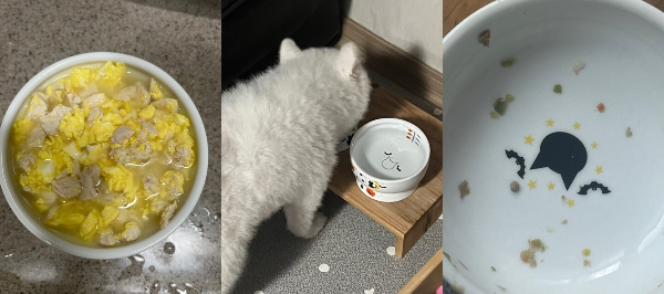 강아지_밥_안먹을_때