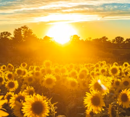 비타민d 하루 권장량 먹는법