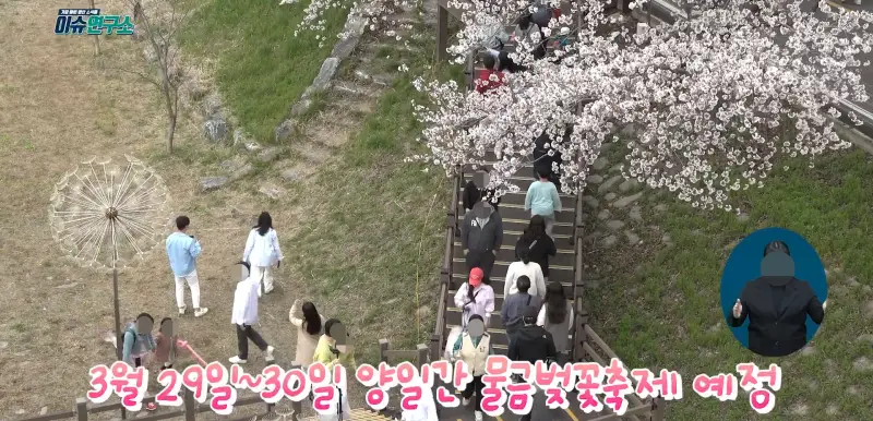 양산 황산공원 벚꽃 사진