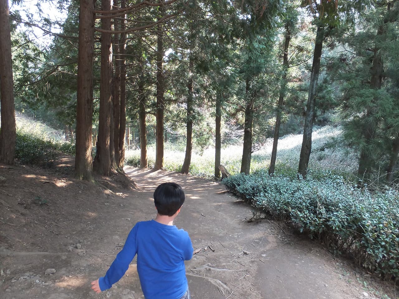 녹차밭 옆 산길