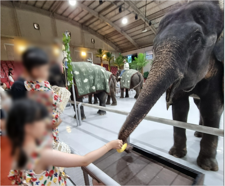 코끼리 먹이주기 체험
