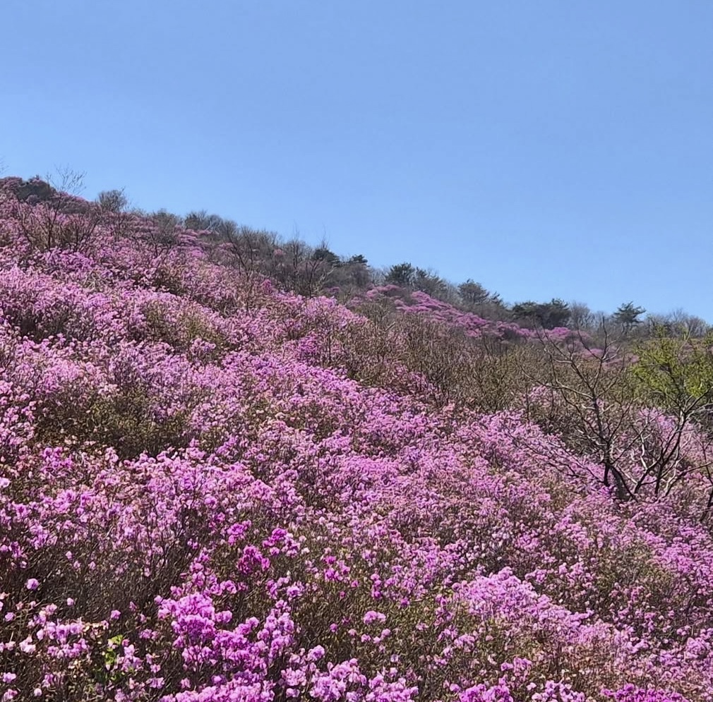 벚꽃은 짧다 지금 더 예쁜 봄꽃 명소 총정리(진달래 유채꽃 명소) 관련사진