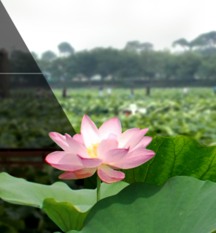 무안연꽃축제 일정 행사 정보 근처 맛집 주차장 정보