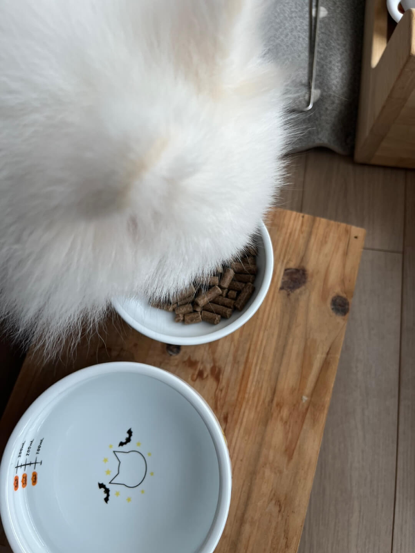 강아지_꾸마_밥_먹는_사진