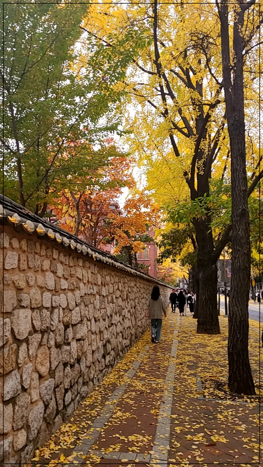 기와담벼락 은행나무 단풍나무 가로수길 그 가운데 길을 걸어가는 청바지와 회색 니트를 입고 걸어가는 여자의 뒷모습