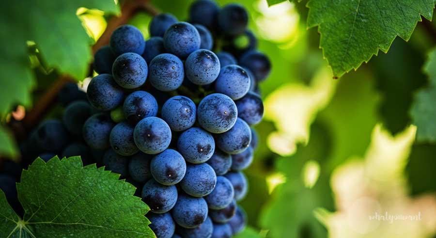 포도, 한 송이 말고 &lsquo;1컵&rsquo; ❘ 여름 제철 과일