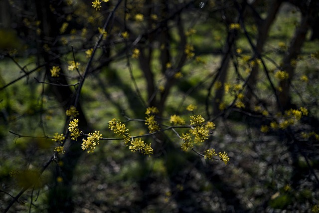 산수유 사진