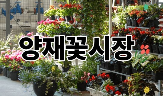 양재꽃시장