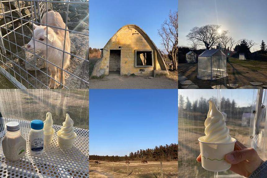 제주서쪽가볼만한곳-성이시돌목장-우유-양-초원-테쉬폰-주차