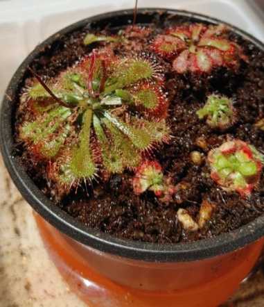 날파리 모기퇴치 식물