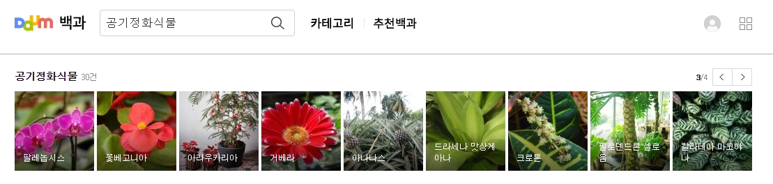 꽃이 피는 공기 정화 식물인 베고니아와 거베라 이미지