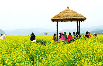 제 19회 창녕 낙동강 유채축제 기본일정 및 프로그램 소개