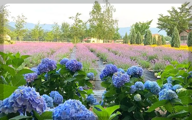 고성 라벤더 축제